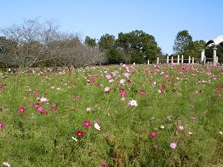 牧の原公園 コスモスの丘＿印西市