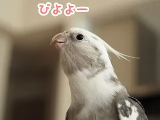 不満なクスィー