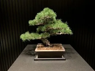 秋季津軽野盆栽展【青森旅の素】