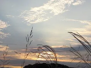 スタイリッシュなススキ