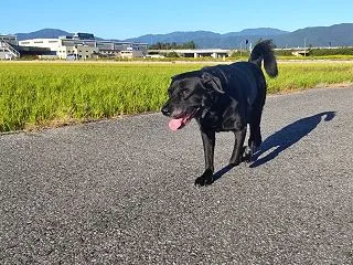 ヒメの誕生祝い