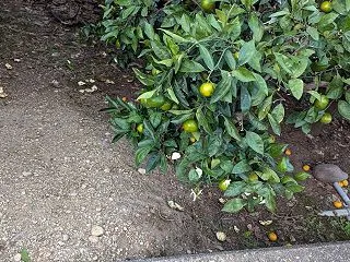 始まってます！