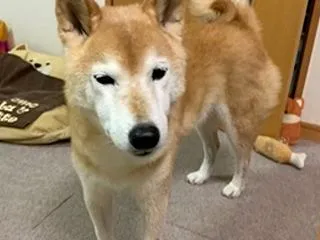 忘れても思い出す
