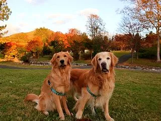 のんびり紅葉狩り散歩🍂