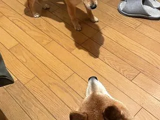 さんた先輩