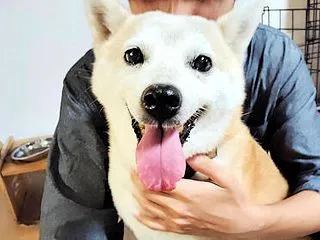 はっちゃん里親様募集中