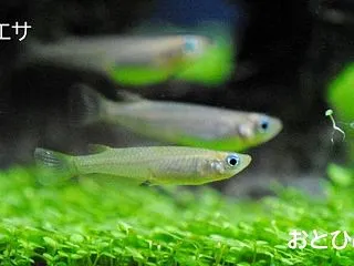 メダカの稚魚が育たない原因はエサかも｜お…