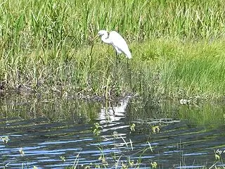 水面を見つめて～ダイサギ