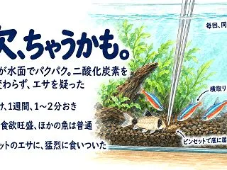 コリドラスが水面パクパク、ガラス面を上が…