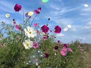さぬきこどもの国 コスモス(^o^)