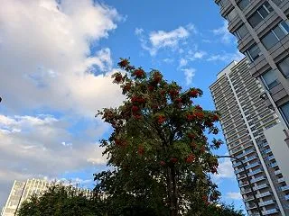 大通公園 紅葉