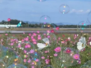 とりあえず飛行機も でも・・風で(^_^…