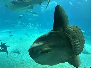 出遅れた海遊館