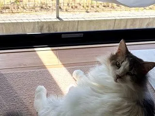 【散歩】公園散歩再開＆サンドキャッスル