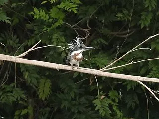ヤマセミ
