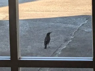なんの鳥