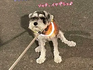 エーデル、ピカりながら拒絶中