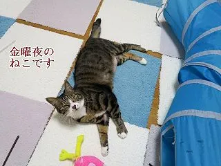 セカンドハウス計画15 作業はなぜ進まな…