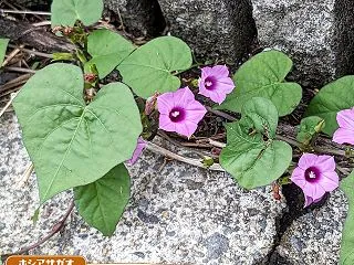 DJショーとかもやってたみたい