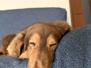白昼の番犬の居眠り💤