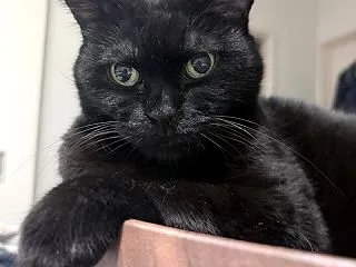 バリバリボウルが大好きな猫たち