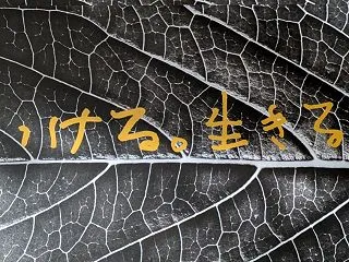 高島屋草月展示会に出展致します