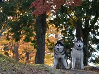 辰之介の日々 2019年11月（家に来て…