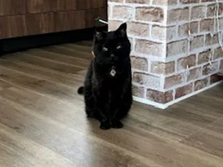 高齢猫（２０歳）りぃちゃん ４回目の痙攣
