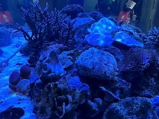 いおワールド鹿児島水族館３４