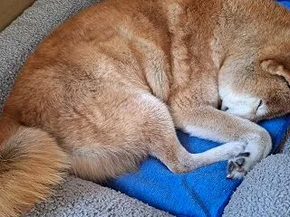 かわいいのに、ホラー