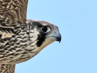 この羽を 散らした鳥が 空を舞う