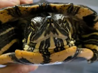 カメの水換えがつらい季節になってきました