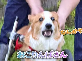 おこりんぼさん