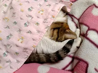 お口にぽいっ