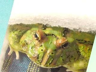 ぜったいに まもりたい こ。