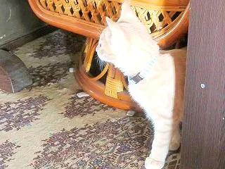 時々そら時々いなか （nya.3561）