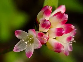 10月の土手を静かに彩るミソソバの花