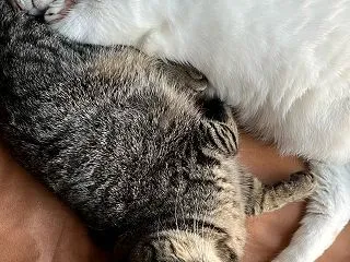 婆さん犬同士の喧嘩＆元残飯系野良猫ユッキ…