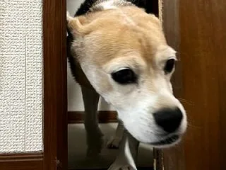 今度は「ディズニー大人の１００パズルぬり…