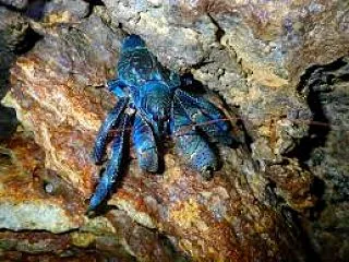 ヤシガニ料理で旅行者が食中毒に 27年ぶ…