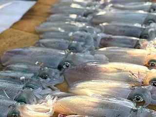 10月17日の釣果です。アオリイカエサ釣…