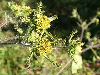 メナモミ(雌薟)の花