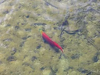 はぐれサーモン