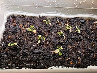ガーデニングニゲラとコスモスの増し土パン…