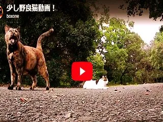 少し野良猫動画～野良猫動画もちょこちょこ…