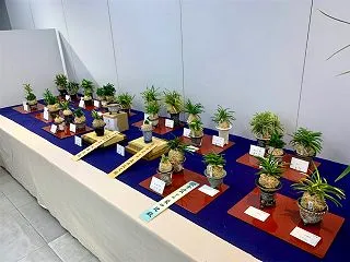 東洋蘭総合大展示会 展示品