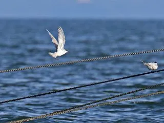 アジサシは１５羽