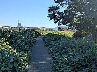 金沢市の犀川河川敷で自然観察！アレチウリ…