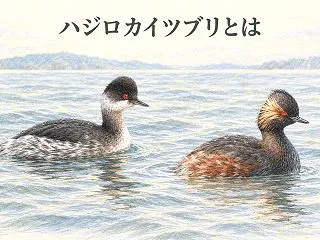 ハジロカイツブリとは？冬羽・夏羽の特徴と…