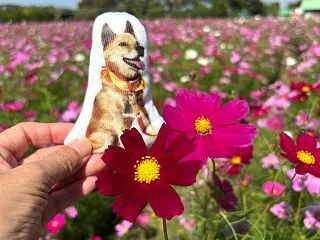 コスモスとコキア